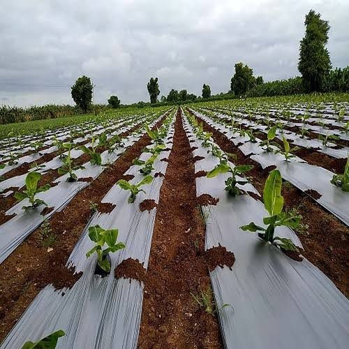 Mulching Sheet Product 1