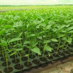 Nursery Plants Product 1