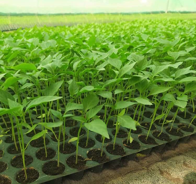 Nursery Plants Product 1