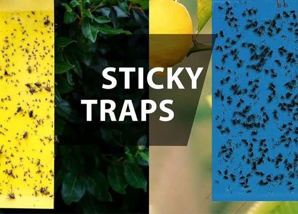 Sticky Traps
